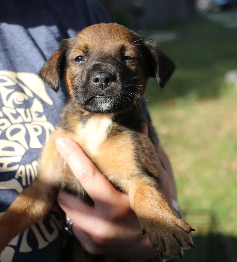A baby medium-sized female Mixed Breed dog named McLaren for adoption in Pflugerville, TX