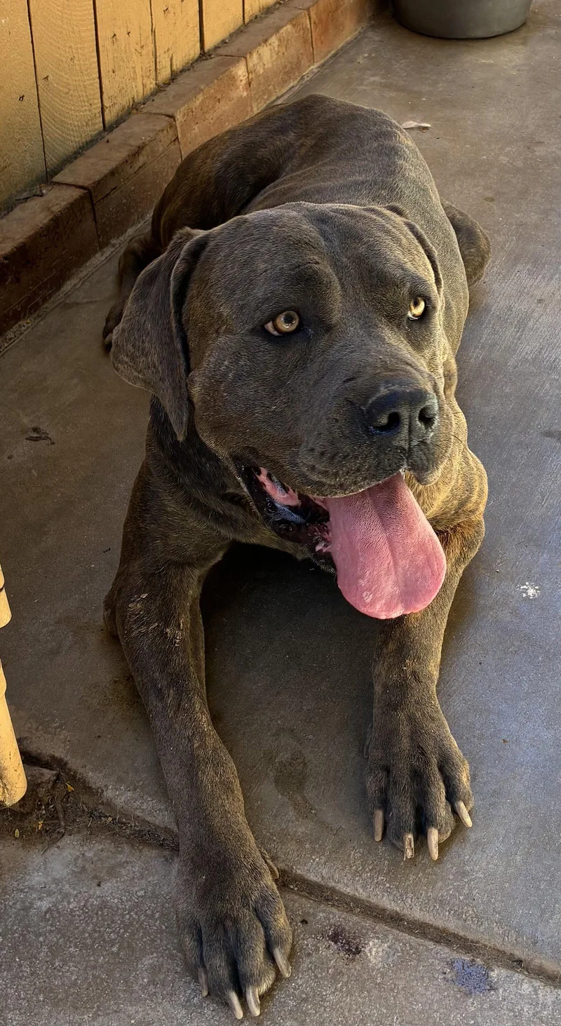 An adult large-sized male Mastiff dog named Big BoyFabulous Personality for adoption in Apple Valley, CA
