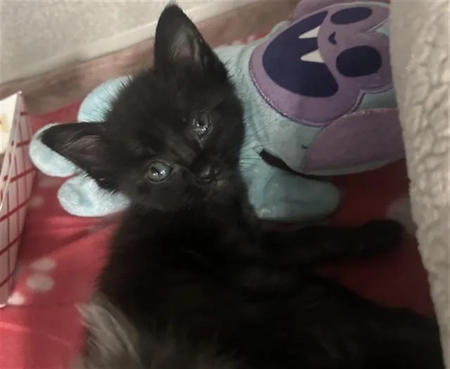 A baby medium-sized female Domestic Short Hair cat named Skipper for adoption in Dallas, TX