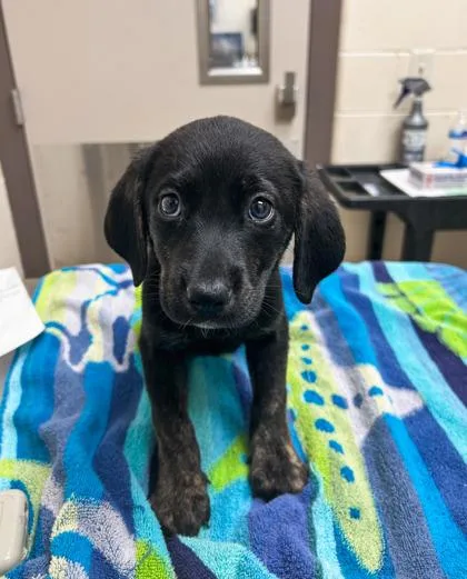 A baby small-sized male Coonhound dog named Nurse Jesse for adoption in Westland, MI