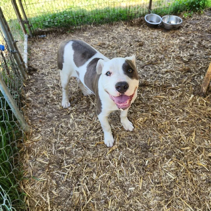 An adult large-sized male White / Cream Mixed Breed dog named Ronny for adoption in Boaz, AL