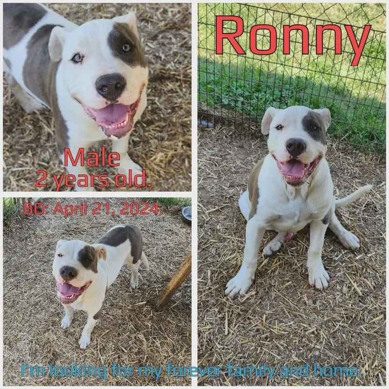 Ronny thumbnail 3