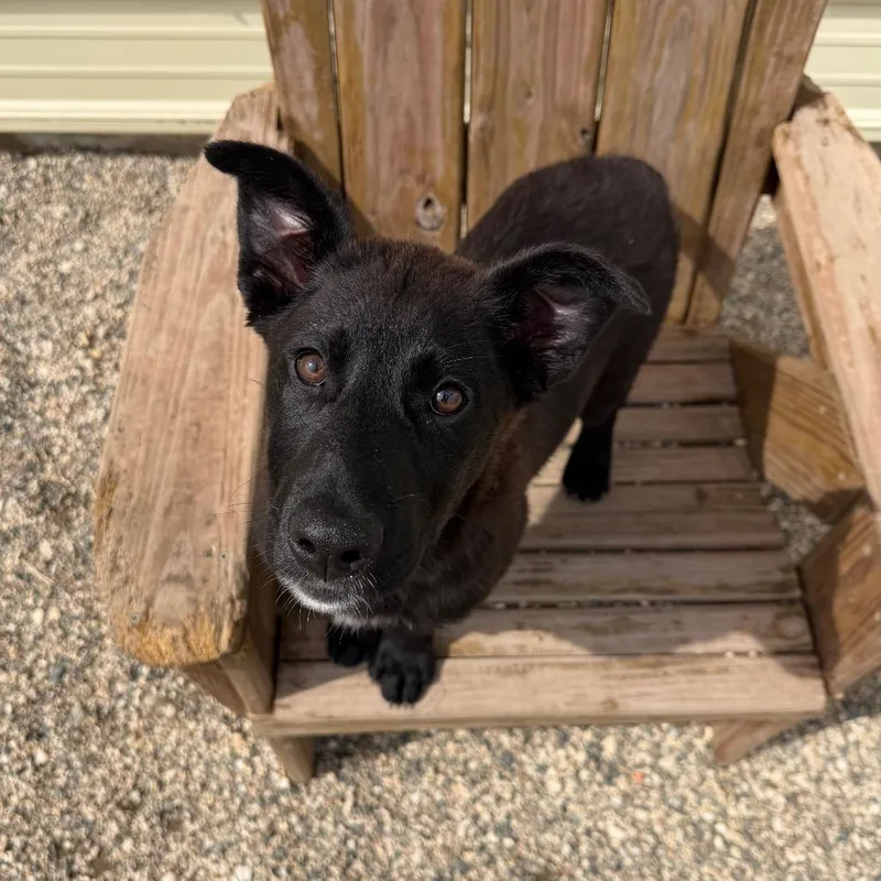 A baby medium-sized female Black Labrador Retriever dog named Doodad for adoption in Detroit Lakes, MN