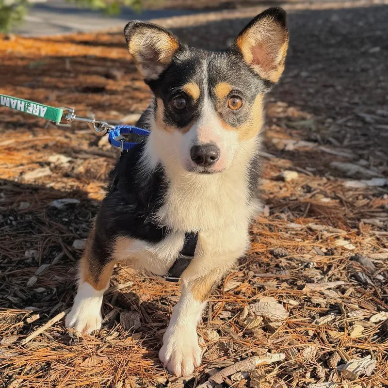 Kim Corgdashian thumbnail 2