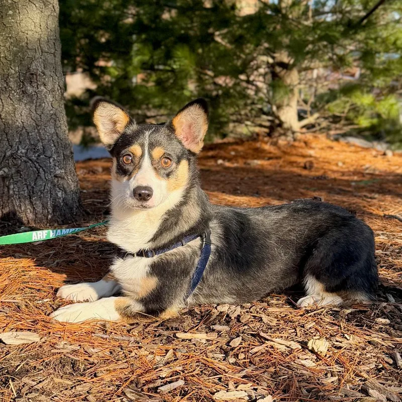 Kim Corgdashian thumbnail 3