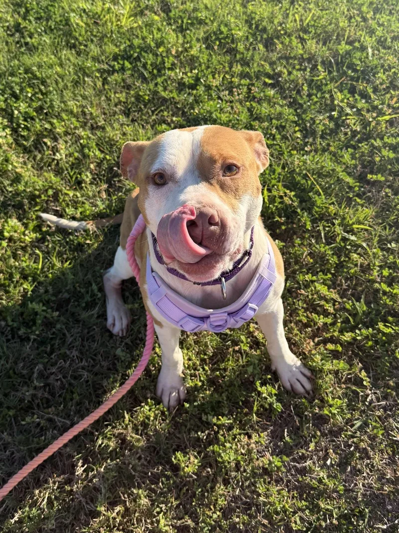 A young medium-sized female Pit Bull Terrier dog named Elara for adoption in tampa, FL