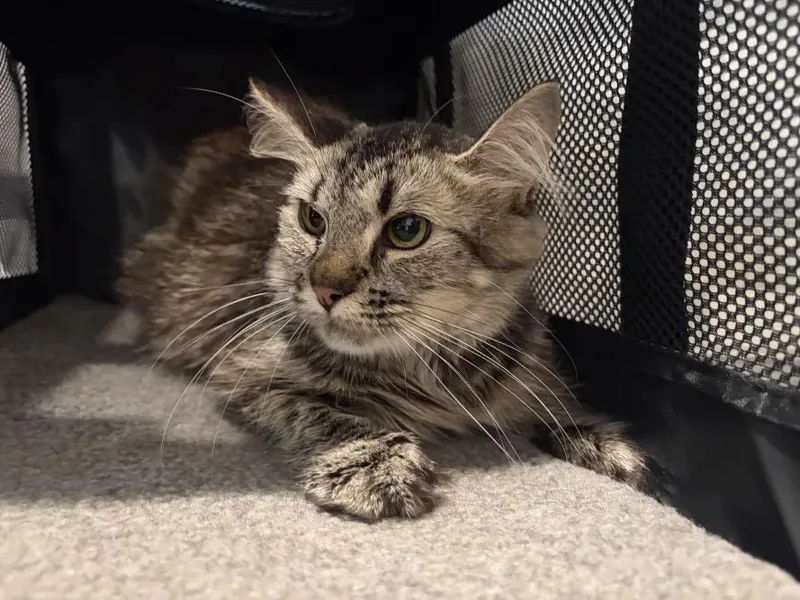 Artemis