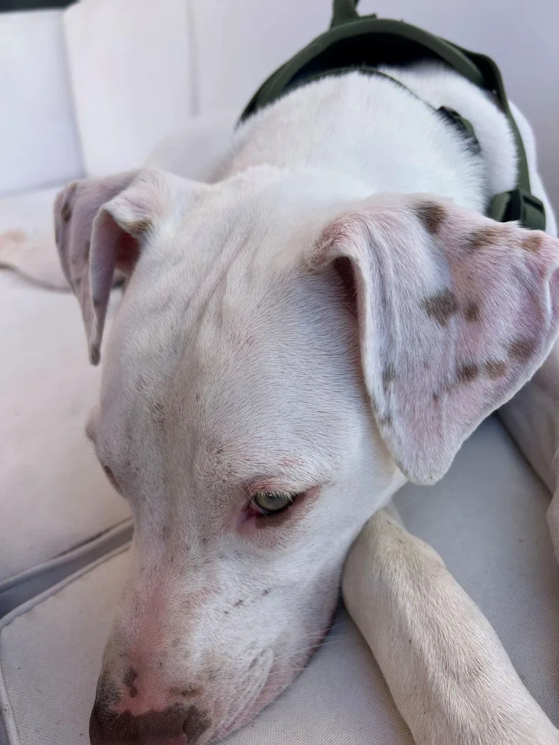 Benny thumbnail 2