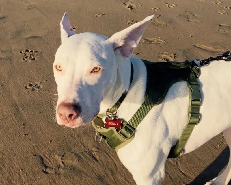 Benny thumbnail 4