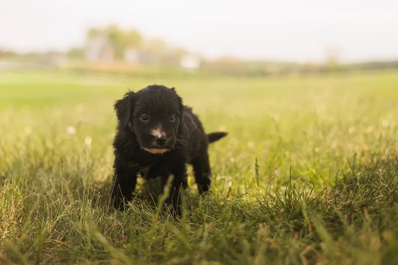 A baby medium-sized female Black Goldendoodle dog named Carly  Transport for adoption in Gradyville, KY