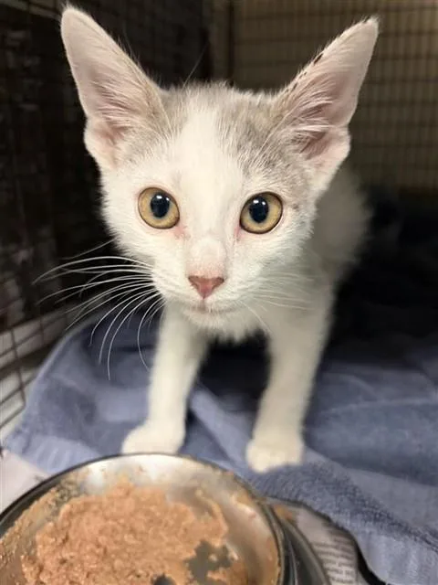 A baby small-sized female Domestic Short Hair cat named Pearl for adoption in San Antonio, TX