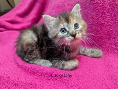 A baby small-sized male Domestic Medium Hair cat named Lucky Day for adoption in Liverpool, TX
