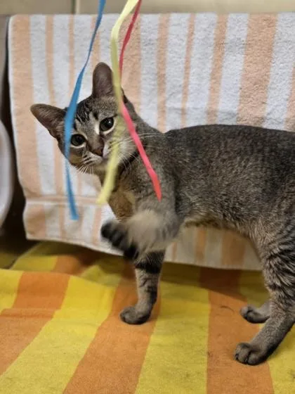 A young medium-sized female Domestic Short Hair cat named Amber for adoption in Westland, MI