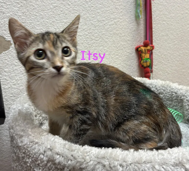 Itsy thumbnail 3