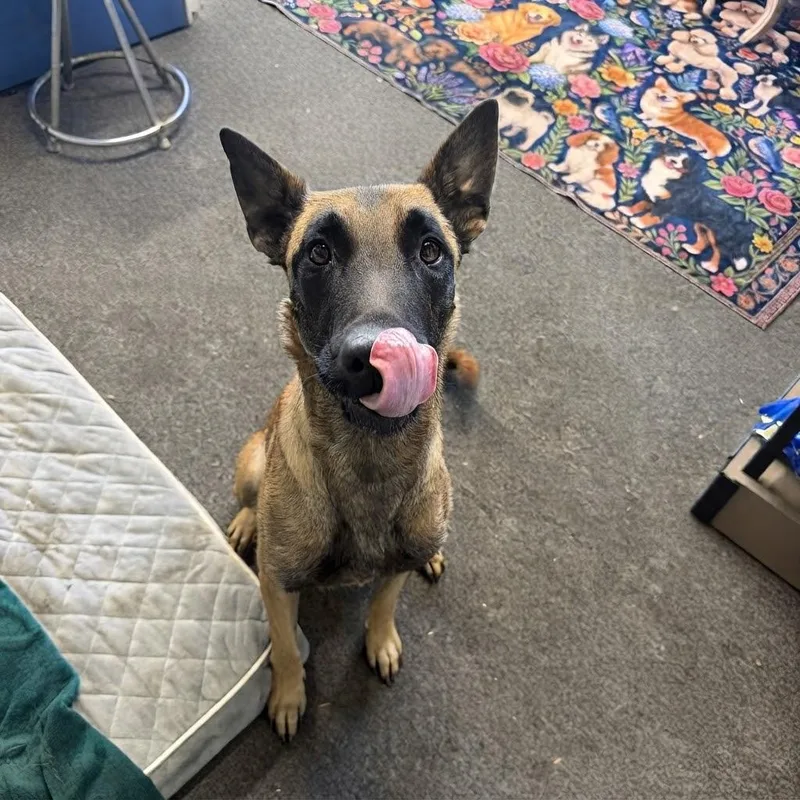 A young medium-sized female Apricot / Beige Belgian Shepherd / Malinois dog named Edie for adoption in SPRINGFIELD, OH