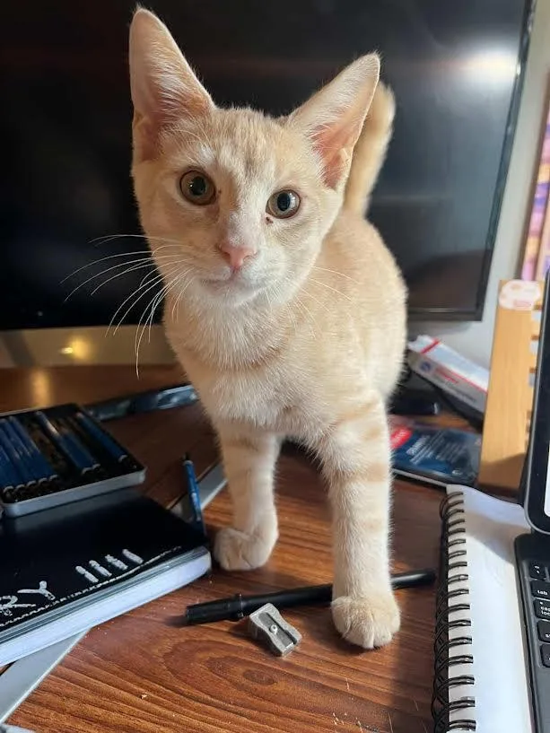 A baby medium-sized male Orange & White Domestic Short Hair cat named Sandwich for adoption in Stow, MA