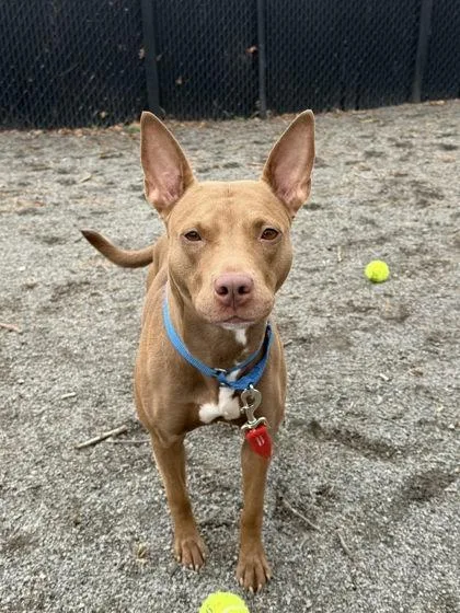 An adult medium-sized female Mixed Breed dog named Nova Keyana for adoption in Fairfax, VA