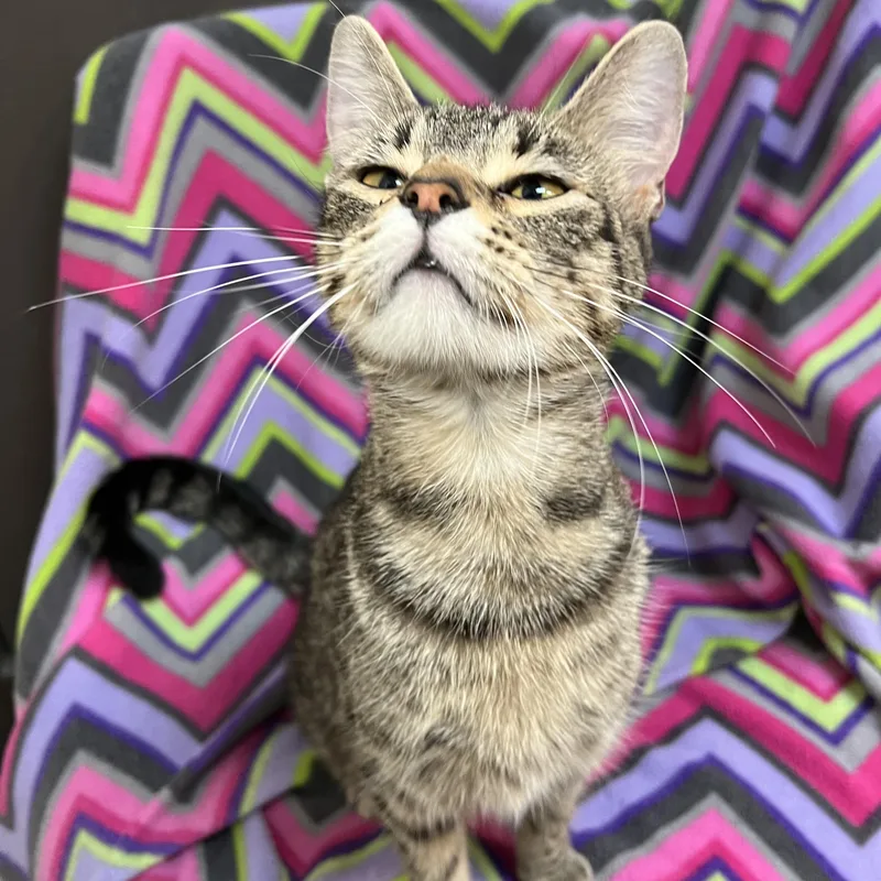 Navy No Fee thumbnail 2