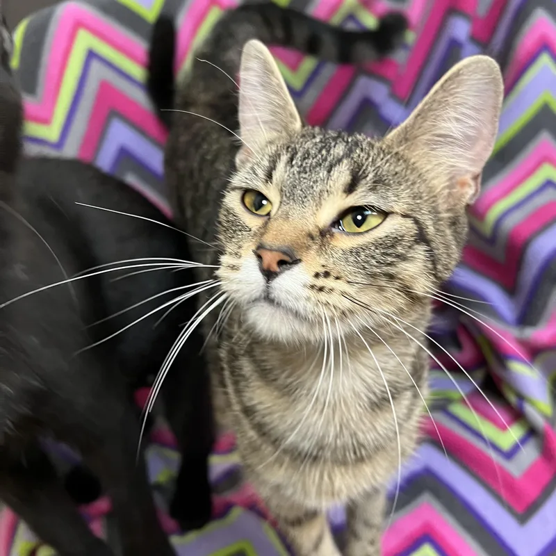 Navy No Fee thumbnail 3