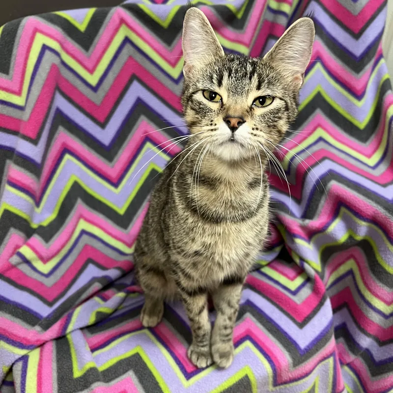 Navy No Fee thumbnail 4