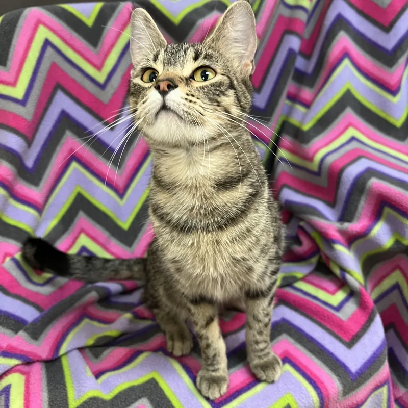 Navy No Fee thumbnail 5