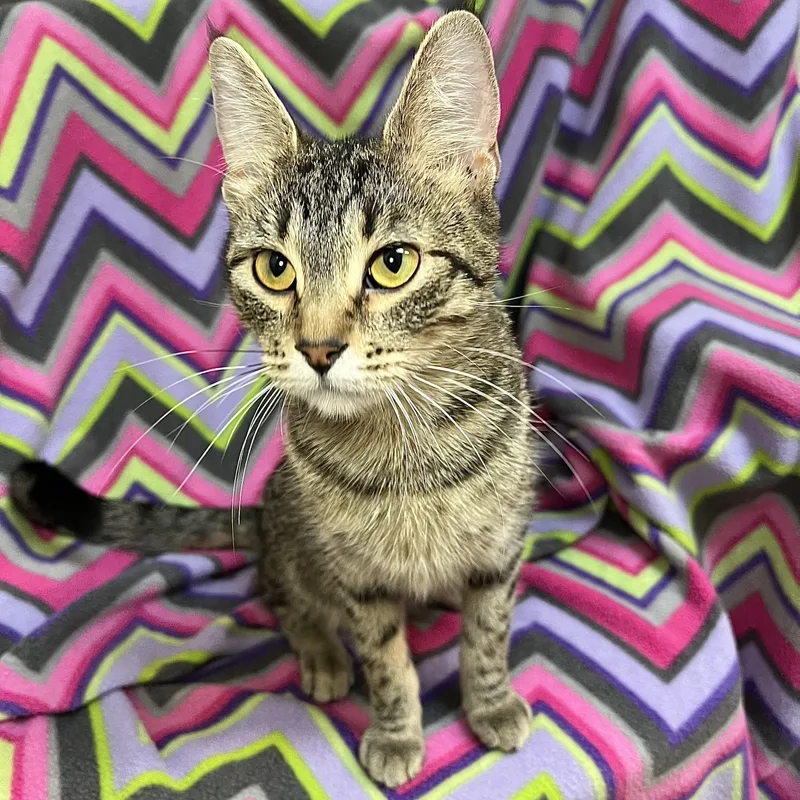 Navy No Fee thumbnail 6