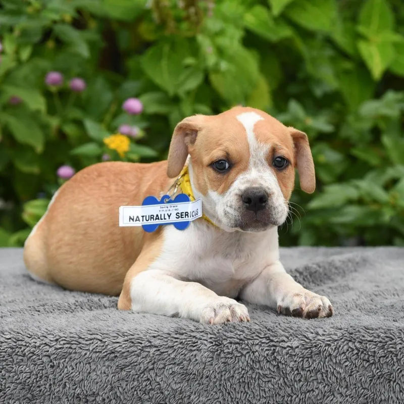 A baby small-sized male Pit Bull Terrier dog named Naturally Serious for adoption in Wake Forest, NC