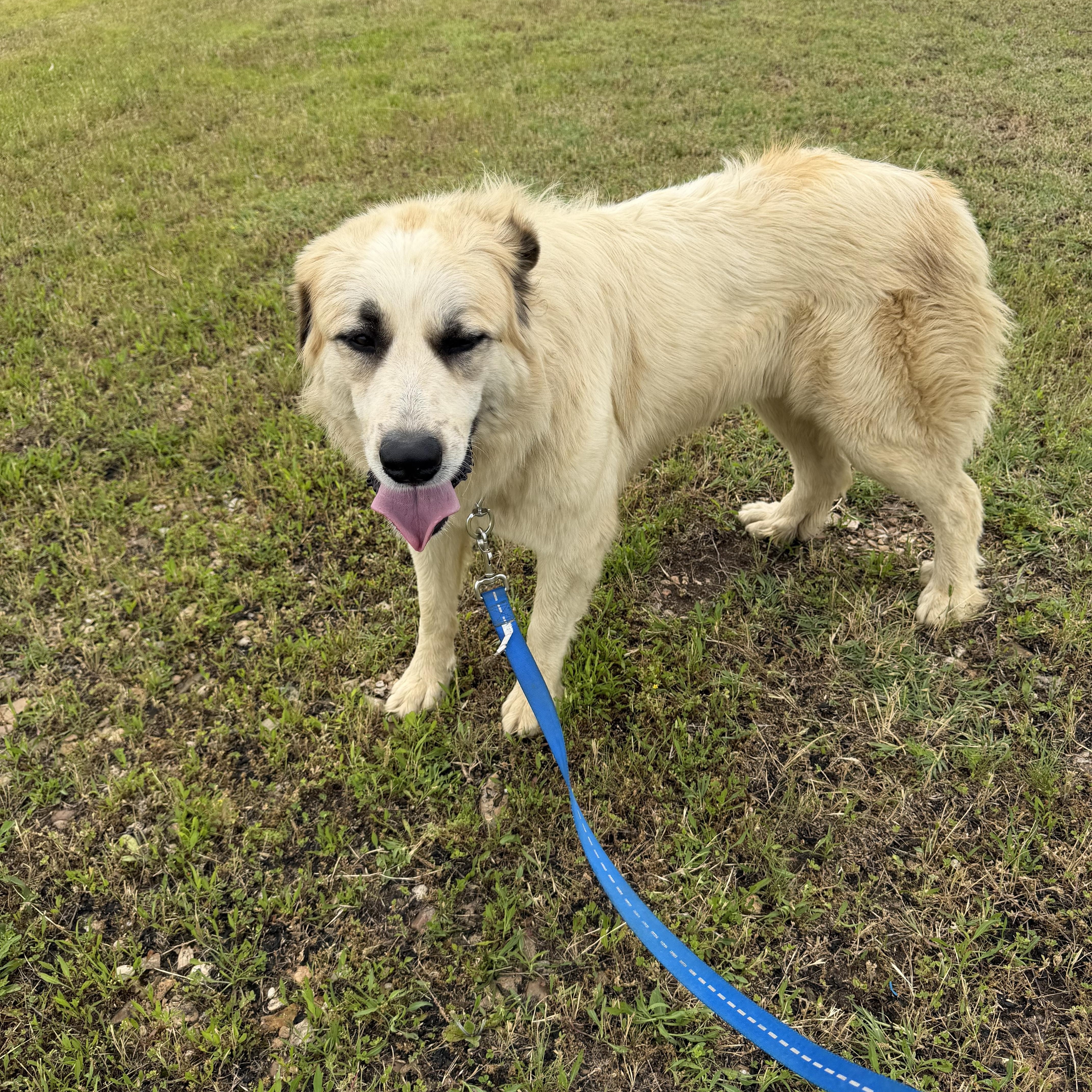 An adult large-sized female Great Pyrenees dog named Stella for adoption in Muldrow, OK