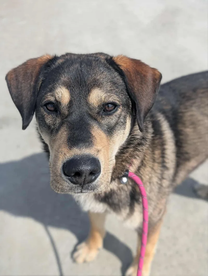 A young medium-sized male Husky dog named Balto for adoption in Bethel, AK