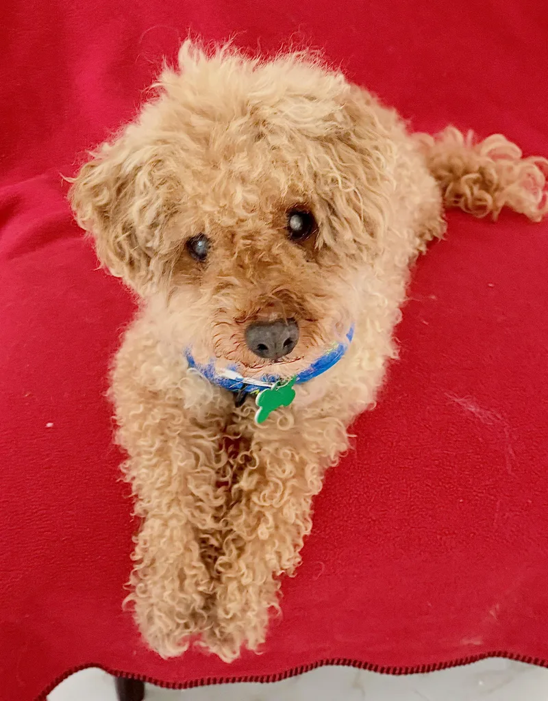 A senior small-sized male Poodle dog named Bucky for adoption in Warren, NJ