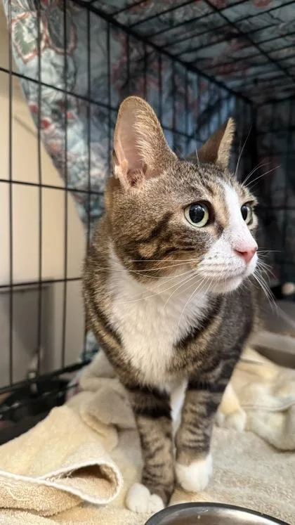 An adult medium-sized female Domestic Short Hair cat named Buskin for adoption in River Ridge, LA