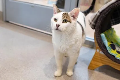 Clifford thumbnail 2