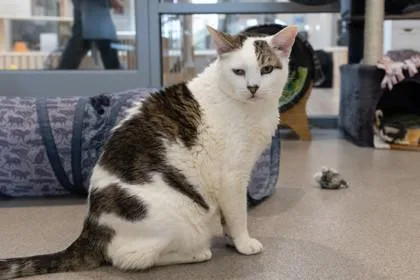 Clifford thumbnail 3