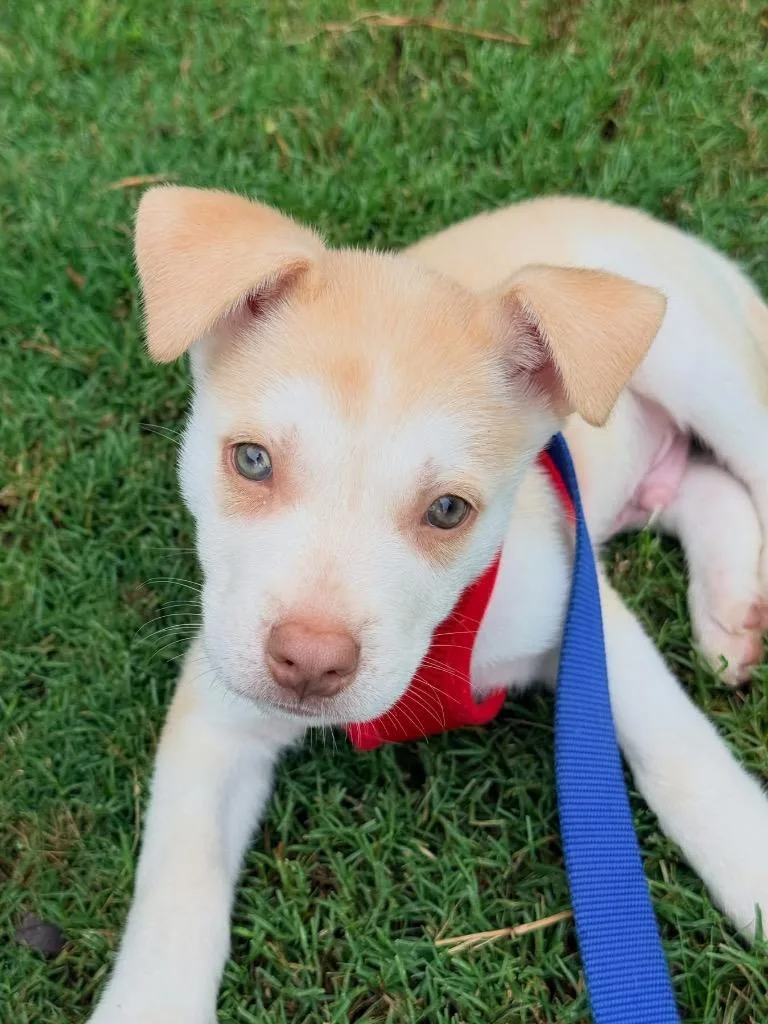 A baby medium-sized male Husky dog named Jake for adoption in Fort Mill, SC