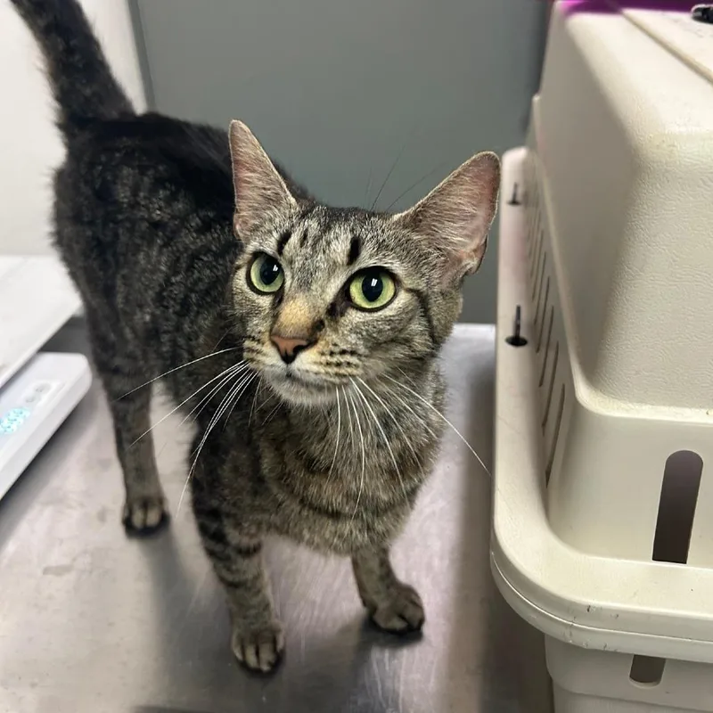 An adult medium-sized female Brown / Chocolate Domestic Short Hair cat named Frog for adoption in Charleston, WV