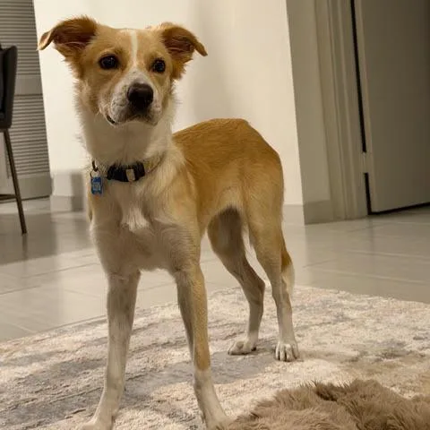 A young medium-sized female Yellow / Tan / Blond / Fawn Collie dog named Bernadette Cay for adoption in Fort Lauderdale, FL