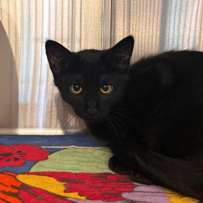 A baby medium-sized male Black Domestic Short Hair cat named Aragorn for adoption in Manhattan, KS
