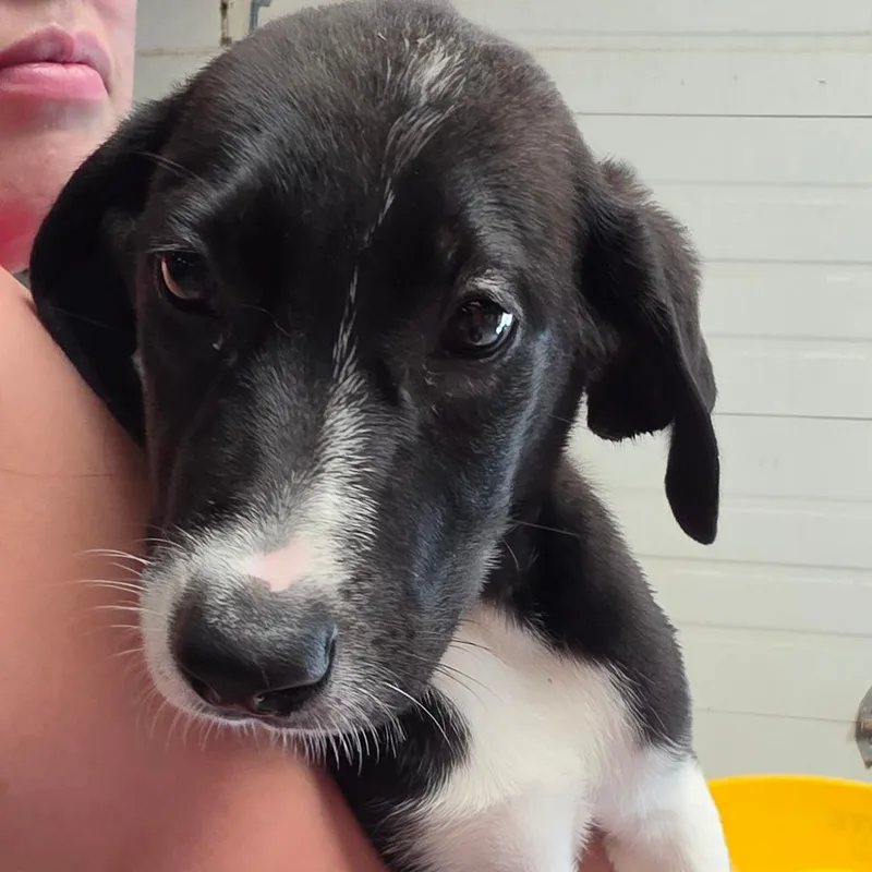 A baby medium-sized female Black Mixed Breed dog named Hocus Pocus for adoption in Leander, TX