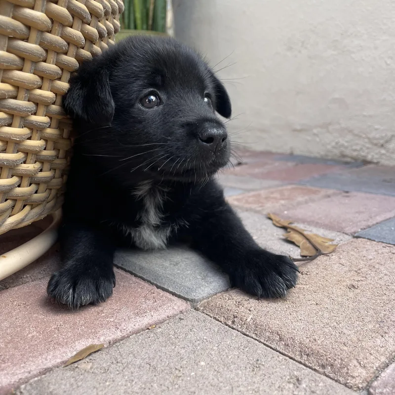 A baby medium-sized female Black Australian Cattle Dog / Blue Heeler dog named Iris for adoption in San Diego, CA