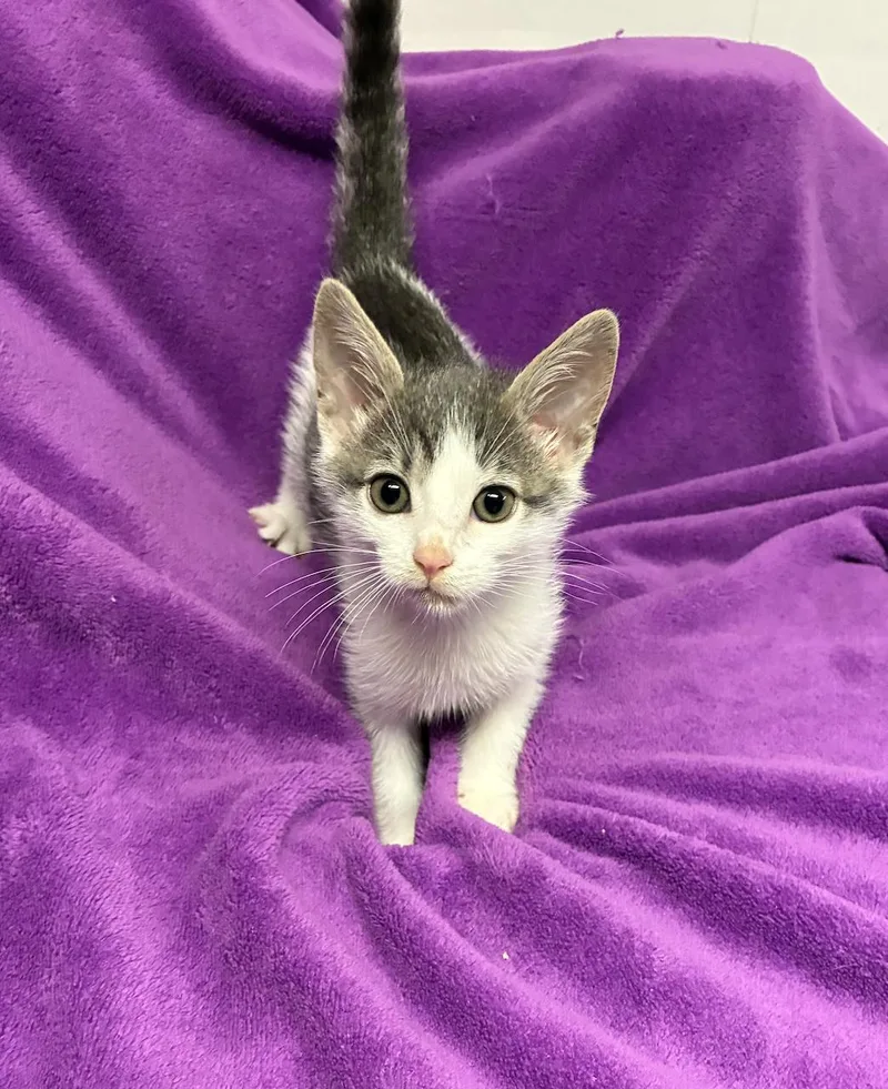 A baby small-sized male Tabby (Gray / Blue / Silver) Domestic Short Hair cat named Hansel for adoption in River Edge, NJ
