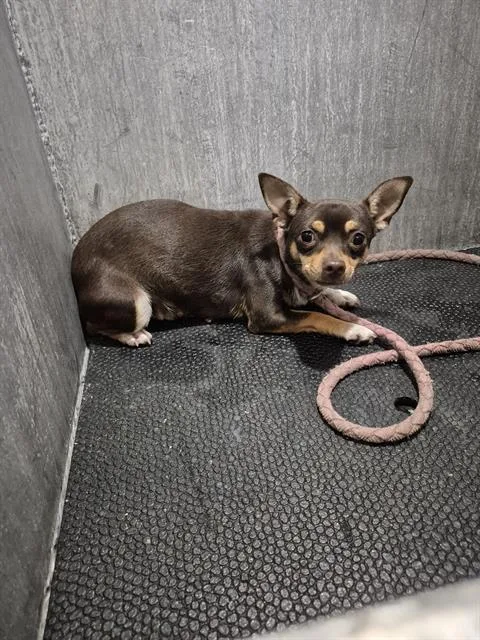 An adult small-sized female Chihuahua dog named Bitsy for adoption in San Antonio, TX