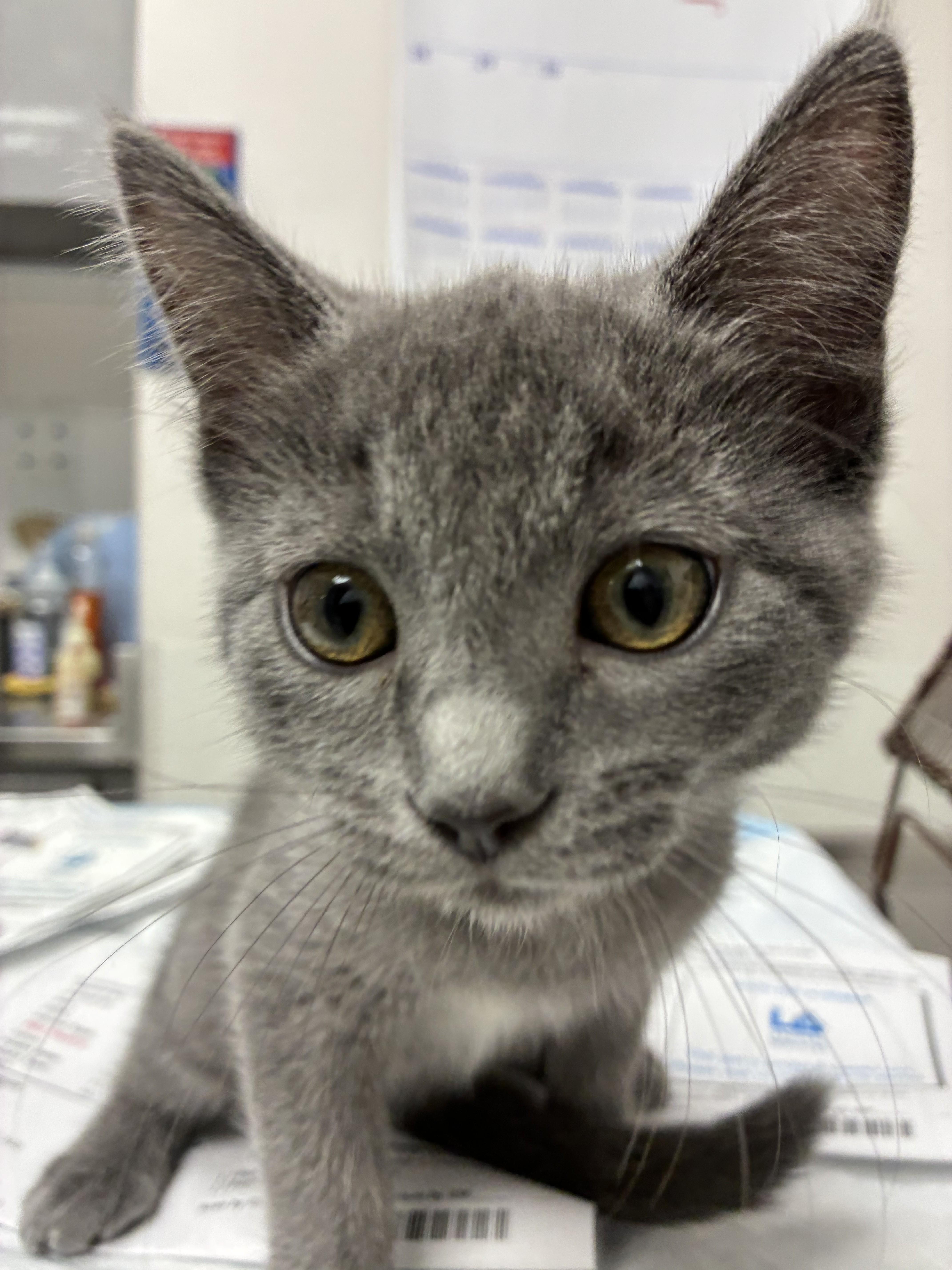 A baby small-sized female Domestic Short Hair cat named Siena for adoption in Los Angeles, CA