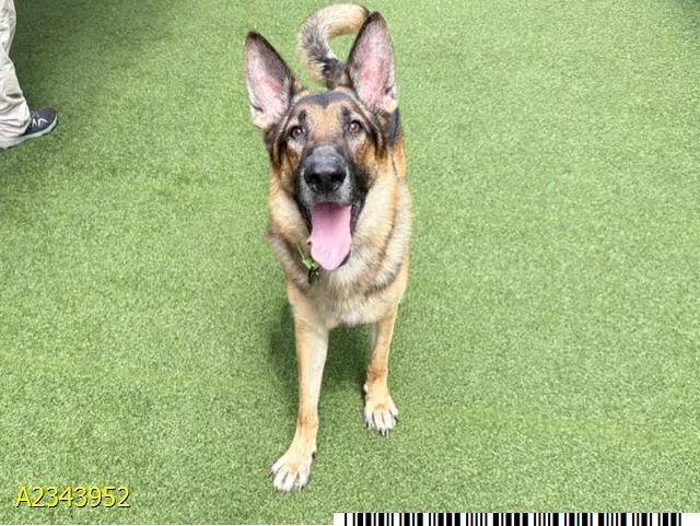An adult large-sized male Mixed Breed dog named Ryker for adoption in West Palm Beach, FL