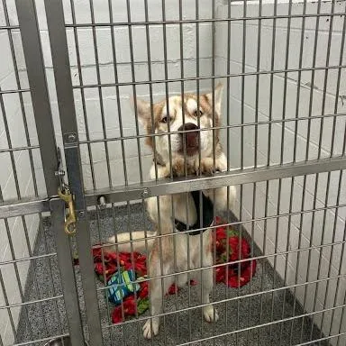 A young medium-sized male Husky dog named Corky for adoption in Jeffersonville, IN