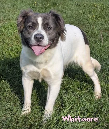 An adult medium-sized female Spaniel dog named Whitmore for adoption in Mason, MI