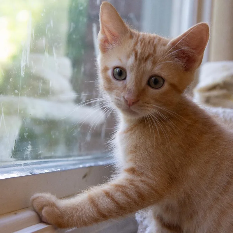 A baby small-sized male Orange / Red Domestic Short Hair cat named Boyfriend for adoption in Huntsville, AL