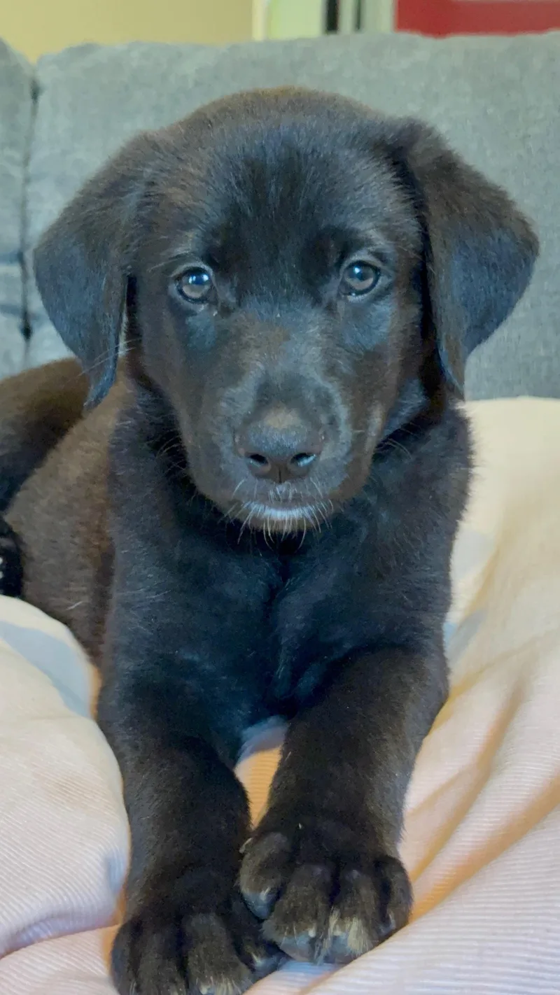 A young medium-sized female Black Labrador Retriever dog named Butterfly for adoption in Denver, NC