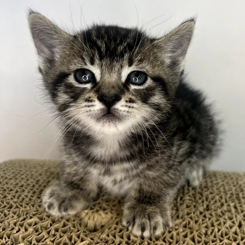 Mistystar thumbnail 2