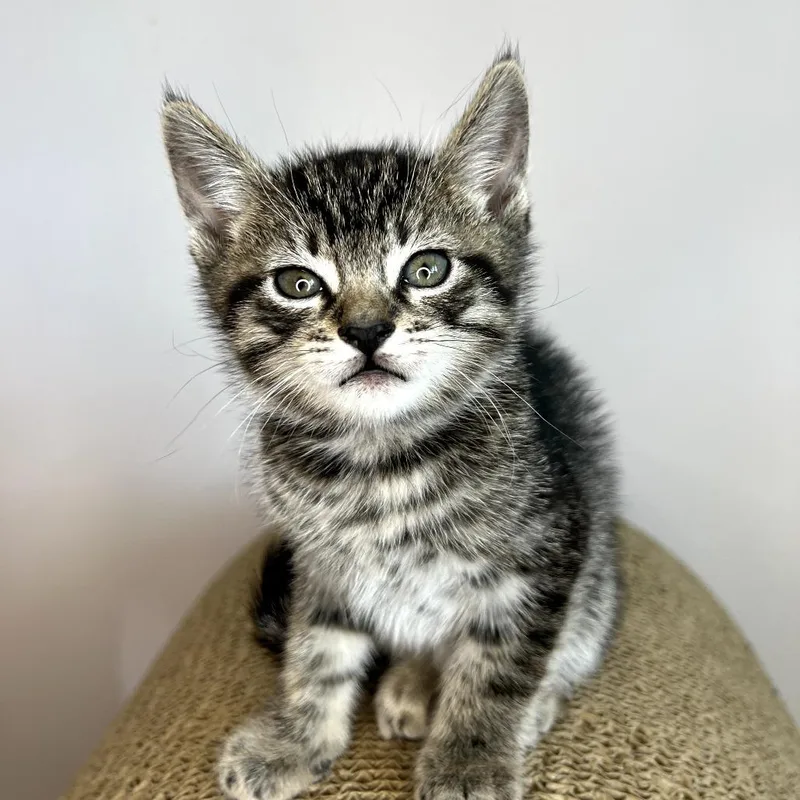 Mistystar thumbnail 4