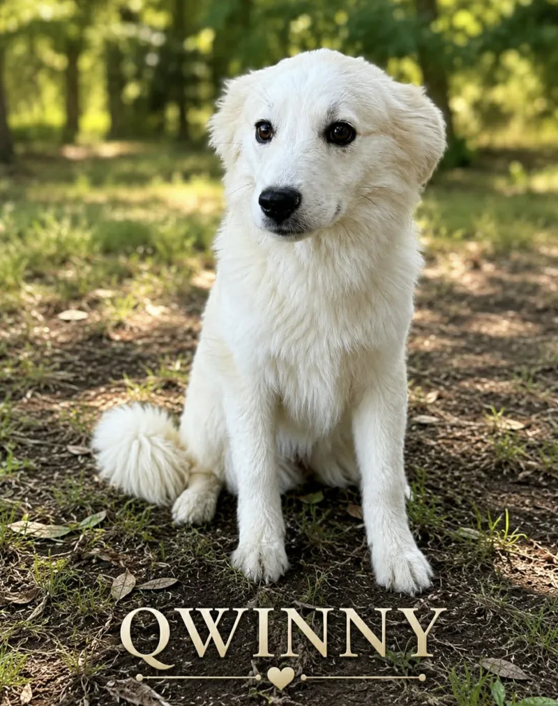 Qwinny